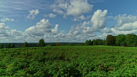 Pflanzen-Wachsen-In-Ikonischer-Landschaft,-Luftaufnahme-Aus-Der-Drohne-Mit-Niedrigem-Winkel