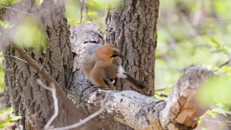 Eurasian-Jay-Grooming-Preening-Long-Tail-Feathers-One-by-One-in-Slow-Motion