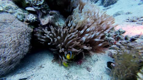 Peces-Negros,-Blancos-Y-Amarillos-Se-Esconden-Debajo-De-Algas-En-Movimiento,-Rocas-De-Coral-Coloridas,-Experiencia-De-Buceo-En-El-Fondo-Del-Océano,-Perspectiva-Submarina-De-Buceo-En-Egipto-Dahab