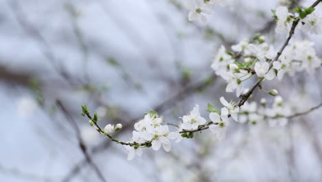 Zarte-Weiße-Kirschblüten-Schmücken-Einen-Schlanken-Zweig,-Ein-Weicher-Bokeh-Effekt-Schafft-Eine-Verträumte-Frühlingskulisse