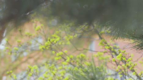 Close-up-of-pine-needles-with-soft-focus-young-leaves-in-the-background,-highlighting-the-beauty-of-early-spring