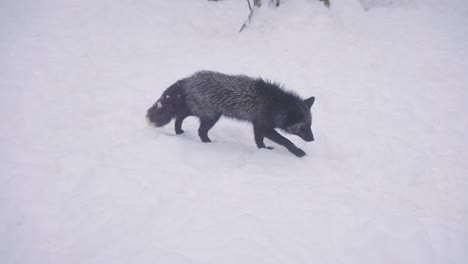 Seltener-Schwarzer-Fuchs,-Der-An-Einem-Nebligen-Morgen-In-Japan-Durch-Den-Schnee-Läuft-4k