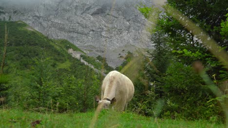 White-Alpine-Cow-Eats-Grass-in-Gosausee-Mountain-Region