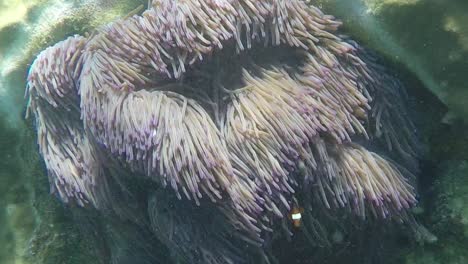 Clownfische-Schwimmen-In-Einer-Seeanemone-In-Einer-Schnellen-Strömung