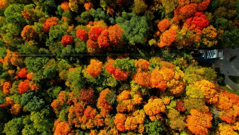 Top-View-Of-Multi-Colored-Trees-During-Autumn-Season-In-Latvia
