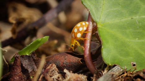 Cute-Orange-Ladybug-navigates-around-leaf-litter-on-forest-floor