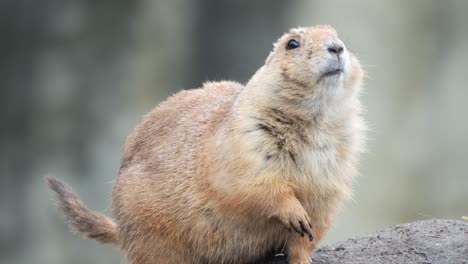 Closeup-Of-Prairie-Dog-On-Rock-Outdoor