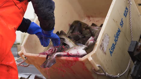 Fisherman-lifting-dead-fish-from-a-container,-on-a-ship,-outside-Reykjavik,-Iceland---Static,-slow-motion-shot