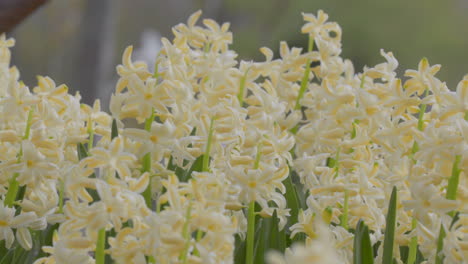 Un-Grupo-De-Jacintos-De-Color-Amarillo-Cremoso-Está-En-Plena-Floración,-Sus-Delicados-Pétalos-Y-Su-Elegante-Fragancia-Presagian-La-Frescura-De-La-Primavera.