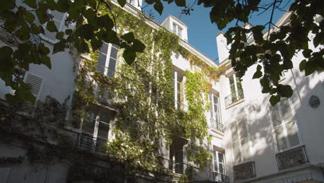 A-White-Exterior-Building-with-Common-Ivy-Growing-in-Walls-Outside-with-Panning-Movement