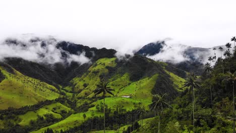 Fly-over-tall-palm-trees-while-white-clouds-cover-the-mountains-in-background