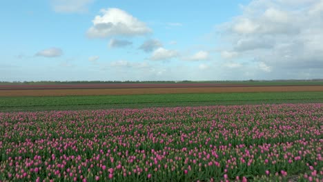 April-2024---4K-Aerial-of-tulip-fields-in-Flevoland,-The-Netherlands