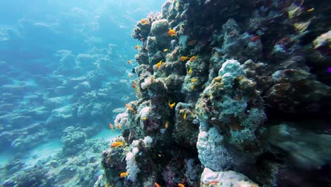 Dentro-De-La-Escuela-De-Peces-Naranja-Coral-Submarino-Azul,-Perspectiva-De-Buzo-En-El-Fondo-Del-Océano-En-África,-Experiencia-De-Buceo-En-Dahab,-Egipto