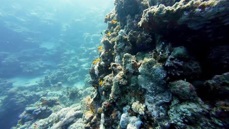 Schwarm-Kleiner-Gelber-Fische,-Die-Neben-Den-Korallenriffen-Unter-Dem-Blauen-Meer-In-Dahab,-Ägypten-Schwimmen