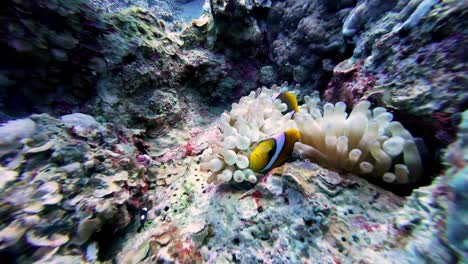 Anemonefish-Hiding-On-Anemone-In-The-Coral-Reefs-Under-The-Sea-In-Dahab,-Egypt