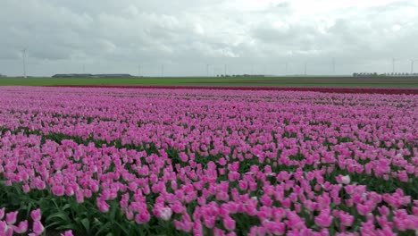 April-2024---4K-Aerial-of-tulip-fields-in-Flevoland,-The-Netherlands