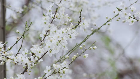 Ein-Frühlingsspektakel-Aus-Weißen-Kirschblüten,-Die-Zum-Leben-Erwachen-Und-Die-Ankunft-Des-Frühlings-Signalisieren