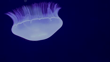 Underwater-footage-of-blue-jellyfish-gracefully-drifting-in-the-dark-depths-of-the-open-sea