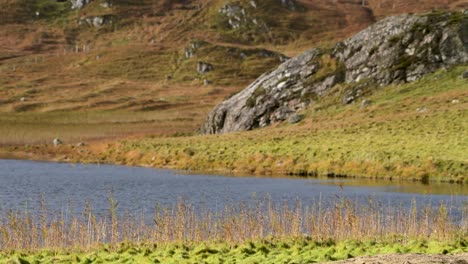Ein-Kalter-Süßwassersee-In-Der-Wunderschönen-Landschaft-Schottlands