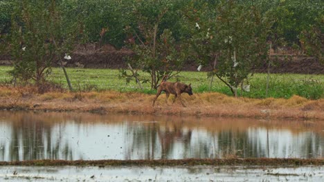 Un-Perro-Callejero-Caminando-Por-Las-Tierras-De-Cultivo-En-Un-Campo-Rural,-Toma-De-Seguimiento-De-Movimiento-Manual