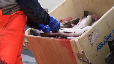 Fisherman-taking-dead-fish-from-a-container,-on-a-ship,-near-Reykjavik,-Iceland---Static,-slow-motion-shot