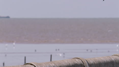 De-Pie-Sobre-Una-Barandilla-De-Hormigón-Mientras-El-Viento-Que-Sopla-Desde-El-Mar-Eriza-Sus-Plumas,-Una-Gaviota-De-Cabeza-Negra-Descansa-Mientras-Mira-A-Las-Otras-Gaviotas-En-Las-Aguas-Turbias-De-Bangphu,-En-Tailandia