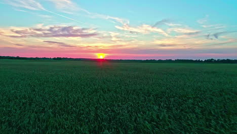 Growing-Cornfields-On-The-Countryside-Farmland-With-A-Colorful-Sunset-Sky