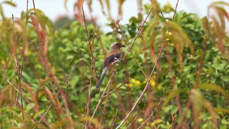 Asian-grey-treepie,-dendrocitta-formosae-perched-upright-on-the-branch-in-its-natural-habitat-in-countryside-Taiwan,-alerted-by-the-surroundings,-calling,-chattering-and-spread-the-wings-and-fly-away