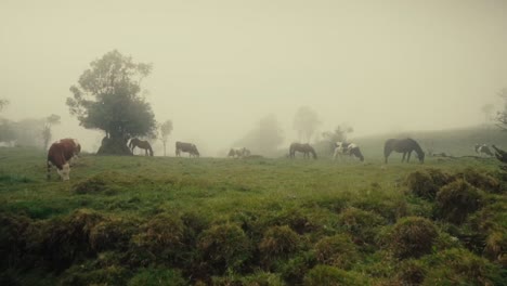Cows-in-misty-pasture-eating-grass-in-foggy-weather