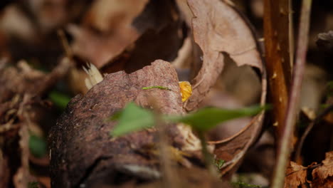 Orange-Ladybird-Halyzia-sedecimguttata-explores-forest-undergrowth,-telephoto