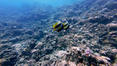 Dos-Peces-Estandarte-De-Aleta-Larga-Nadando-Sobre-Los-Arrecifes-De-Coral-Bajo-El-Mar-Rojo-En-Dahab,-Egipto