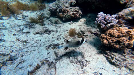 Masked-Puffer-Fish-Under-The-Red-Sea-With-Coral-Reefs-In-Dahab,-Egypt