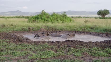 Búfalos-Del-Cabo-Revolcándose-En-Un-Agujero-De-Barro-En-El-Parque-Nacional-Reina-Isabel,-Uganda,-África-Oriental