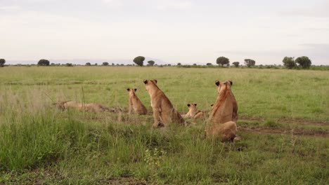 Back-View-Of-Alert-Lion-Pride-Sitting-And-Lying-On-Grass-At-Queen-Elizabeth-National-Park-In-Uganda