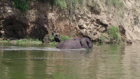 African-Elephant-Walking-In-Water-At-Queen-Elizabeth-National-Park-In-Uganda