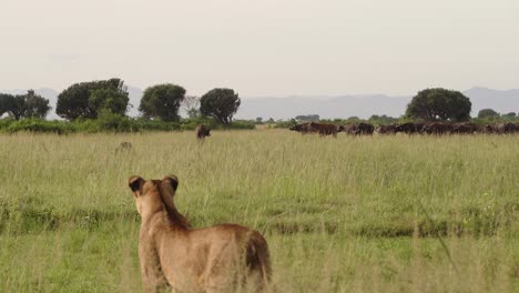 Lioness-Looking-At-The-Huge-Group-Of-Cape-Buffaloes-In-The-Green-Plains-Of-Queen-Elizabeth-National-Park,-Uganda,-Africa