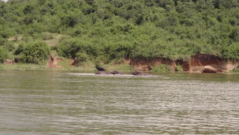 Elefantes-Africanos-Bañándose-Y-Jugando-Peleando-En-El-Lago-Edward-En-El-Parque-Nacional-Reina-Isabel,-Uganda,-África-Oriental
