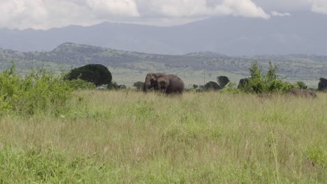 Elefante-Africano-Vagando-Por-Los-Pastizales-Con-Montañas-En-Segundo-Plano.