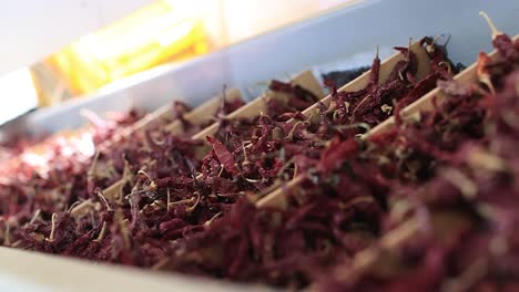 pov-shot-for-one-of-the-red-chilies-moving-upwards-from-the-conveyor-line-to-be-crushed