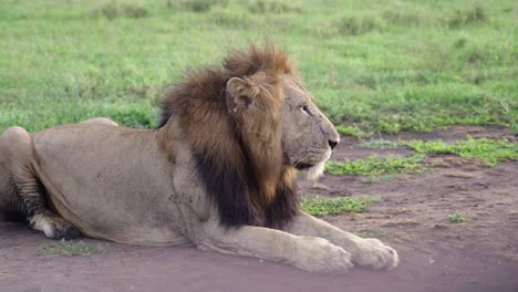 Male-Lion-Resting-On-Ground-At-Queen-Elizabeth-National-Park-In-Uganda