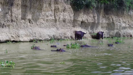 Hipopótamos-Y-Búfalos-En-El-Canal-Kazinga-En-El-Parque-Nacional-Reina-Isabel,-Uganda,-África