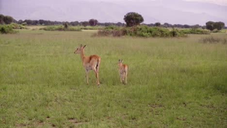 Weiblicher-Ugandischer-Kob-Und-Sein-Kalb-Laufen-Auf-Grasland-Im-Queen-Elizabeth-Nationalpark-In-Uganda