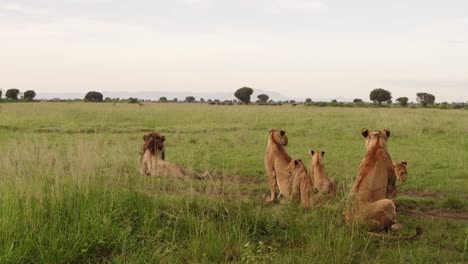 Löwenfamilie-Auf-Gras-Beobachtet-Herde-Afrikanischer-Büffel-In-Der-Ferne-Im-Queen-Elizabeth-Nationalpark-In-Uganda