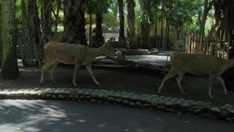 Zwei-Javanerhirsche-Schlendern-Durch-Den-Zoo-Von-Bali