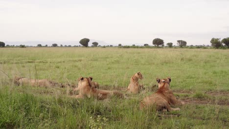 Stolz-Afrikanischer-Löwen,-Die-Auf-Dem-Rasen-Im-Queen-Elizabeth-Nationalpark-In-Uganda-Ruhen