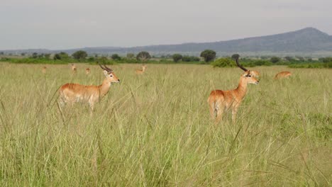 Kobs-Ugandeses-Masculinos-En-Los-Pastizales-Del-Parque-Nacional-Reina-Elizabeth-En-Uganda