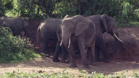 Manada-De-Elefantes-Africanos-Con-Trompas-Balanceándose-Y-Orejas-Batiendo-En-El-Parque-Nacional-Reina-Elizabeth-En-Uganda