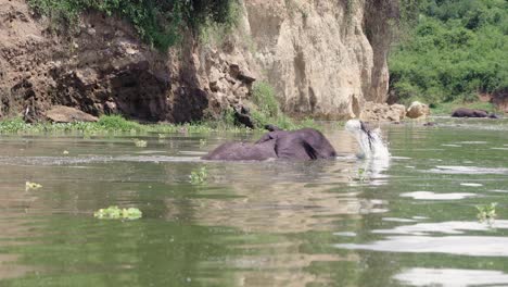 Bañar-Elefante-Africano-En-El-Canal-Kazinga-En-El-Parque-Nacional-Reina-Isabel,-Uganda