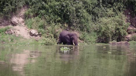 African-Elephant-Submerging-Into-River-At-Queen-Elizabeth-National-Park-In-Uganda