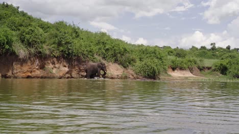 Enorme-Elefante-Caminando-Sobre-Las-Aguas-Del-Lago-George-En-El-Parque-Nacional-Reina-Isabel,-Uganda,-África-Oriental